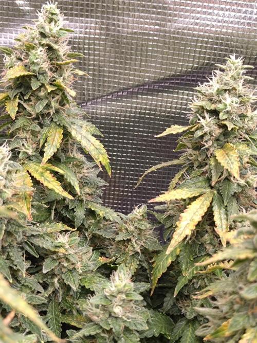 Sticky Broccoli Auto ZMA Eternity Cup'26. Week 13