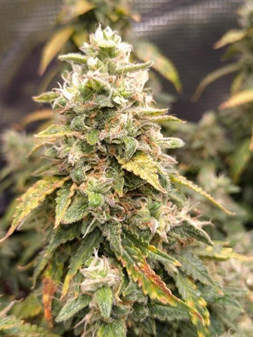 Sticky Broccoli Auto ZMA Eternity Cup'26. Week 13