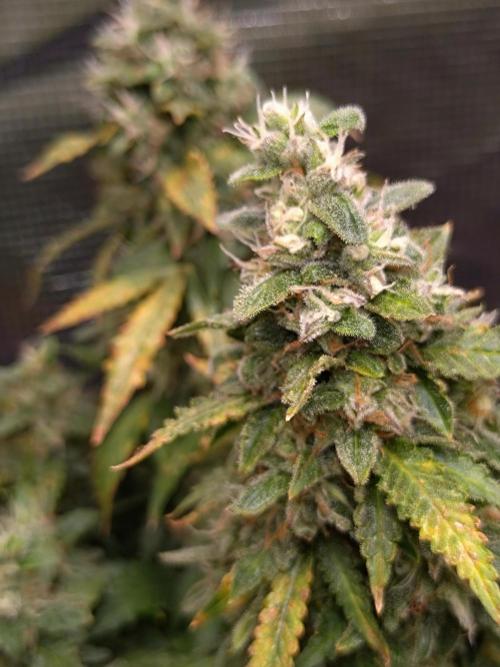 Sticky Broccoli Auto ZMA Eternity Cup'26. Week 13