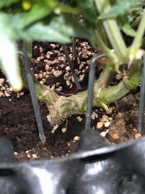 Sticky Broccoli Auto ZMA Eternity Cup'26. Week 13