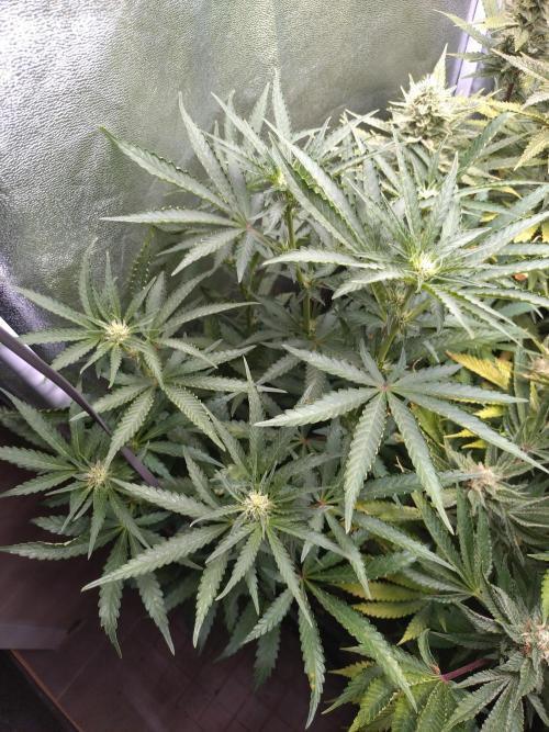 North Thunderfuck Auto RQS. Week 8