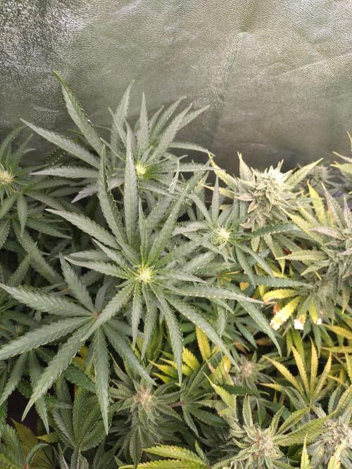 North Thunderfuck Auto RQS. Week 8