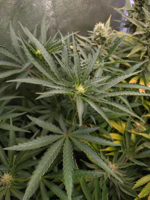 North Thunderfuck Auto RQS. Week 8