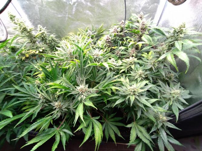 Auto #1 RF3 Mixpack Fastbuds. Week 11