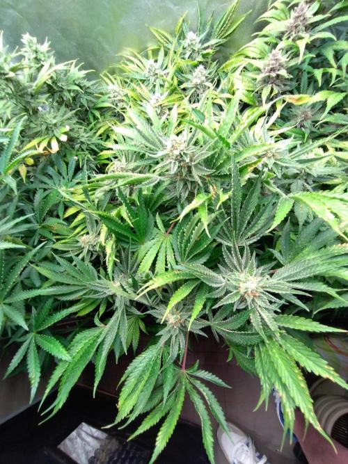 Auto #1 RF3 Mixpack Fastbuds. Week 11