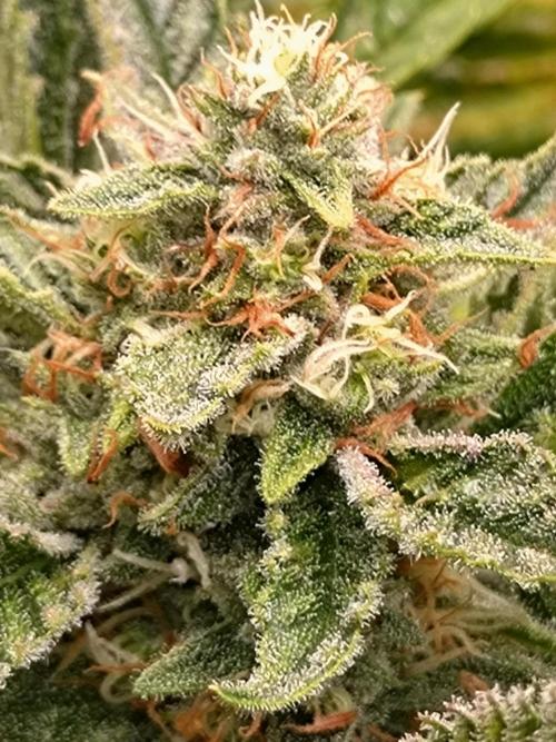 Auto #1 RF3 Mixpack Fastbuds. Week 11