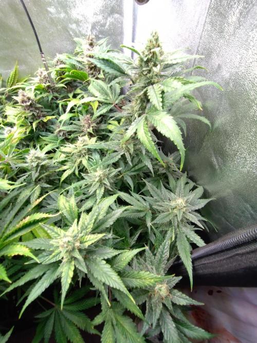 Auto #1 RF3 Mixpack Fastbuds. Week 11