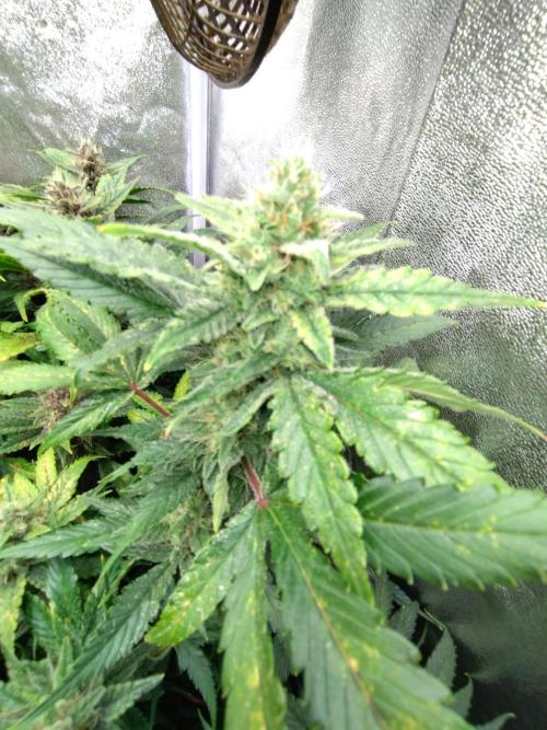 Auto #1 RF3 Mixpack Fastbuds. Week 11