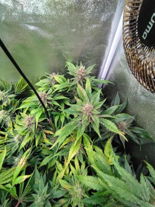 Auto #1 RF3 Mixpack Fastbuds. Week 11