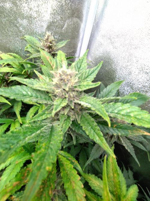 Auto #1 RF3 Mixpack Fastbuds. Week 11