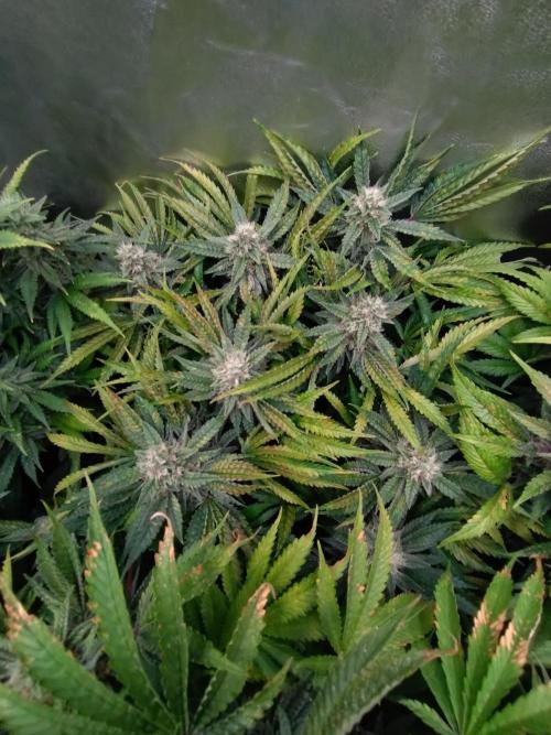 Auto #1 RF3 Mixpack Fastbuds. Week 11