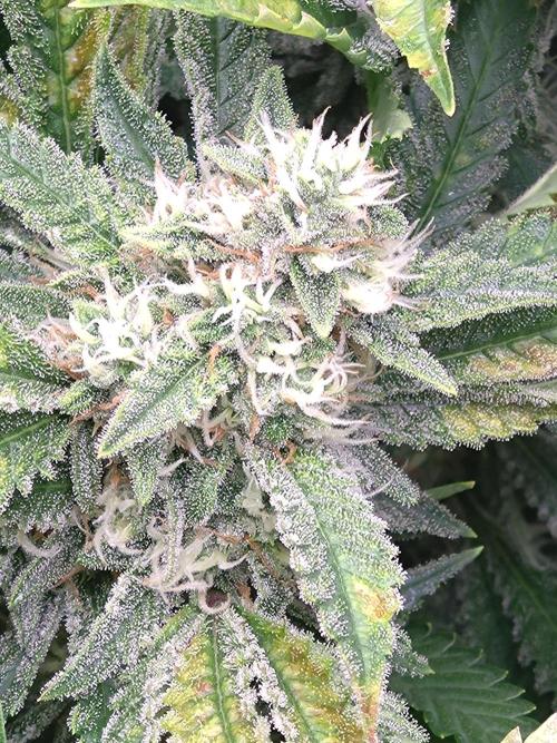 Auto #1 RF3 Mixpack Fastbuds. Week 11