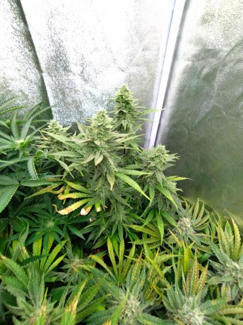 Auto #1 RF3 Mixpack Fastbuds. Week 11