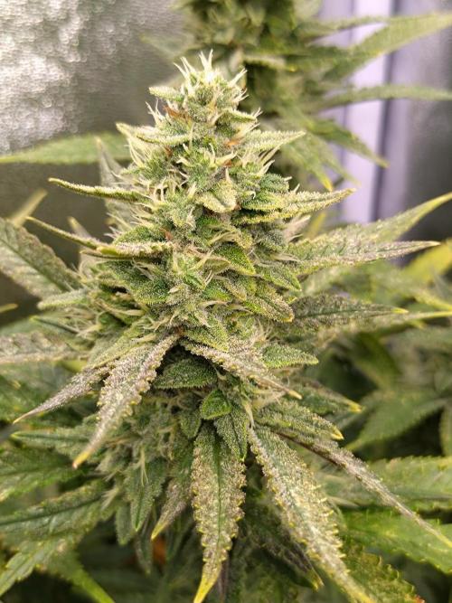 Auto #1 RF3 Mixpack Fastbuds. Week 11