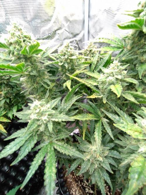 Z-Up Auto Fastbuds. Week 11