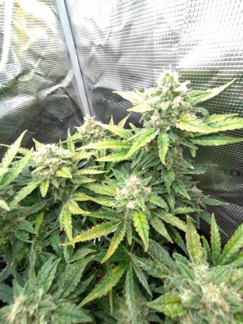 Z-Up Auto Fastbuds. Week 11