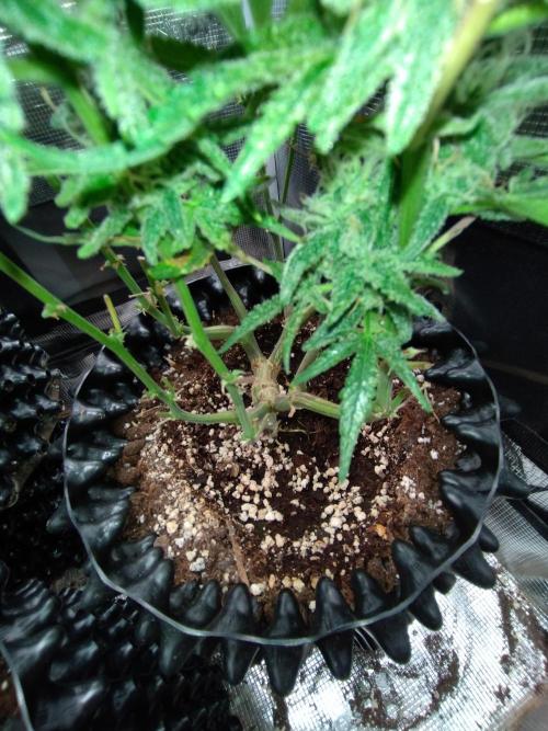 Z-Up Auto Fastbuds. Week 11