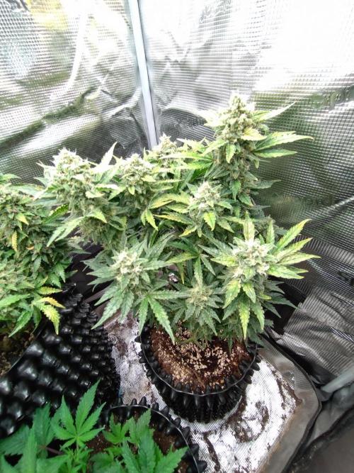 Z-Up Auto Fastbuds. Week 11