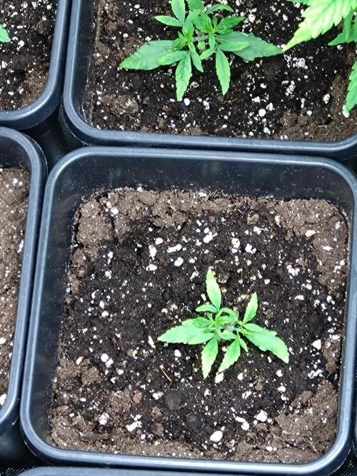 Epsilon F1 Royal Queen Seeds. Week 3