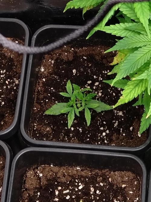 Epsilon F1 Royal Queen Seeds. Week 3