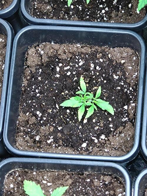 Epsilon F1 Royal Queen Seeds. Week 3