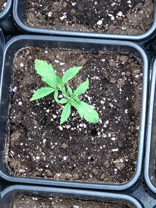 Big Bud Auto. Week 3