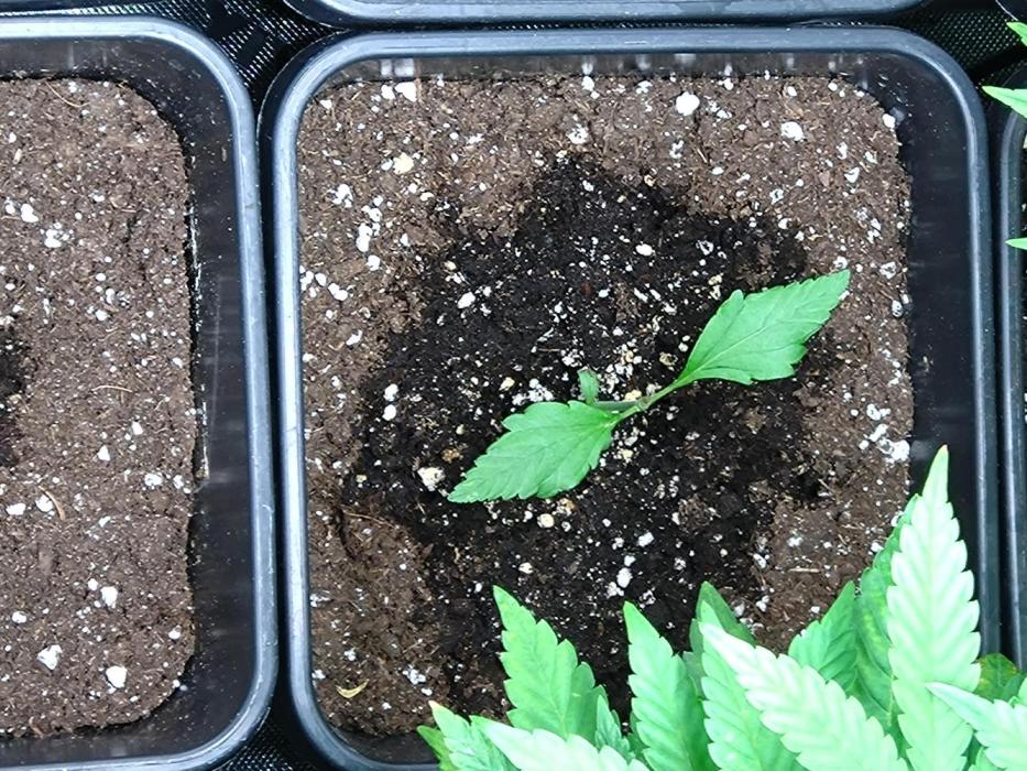 Strawberry Gorilla Auto RF3 Fastbuds. Week 2
