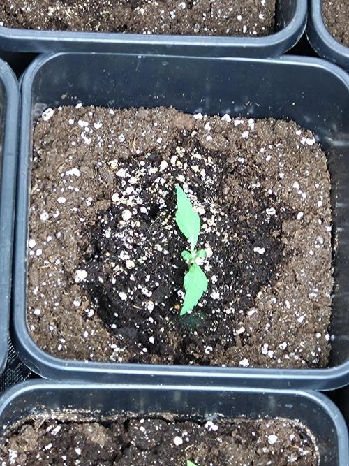 Wurlz F1 Automatic . Week 2