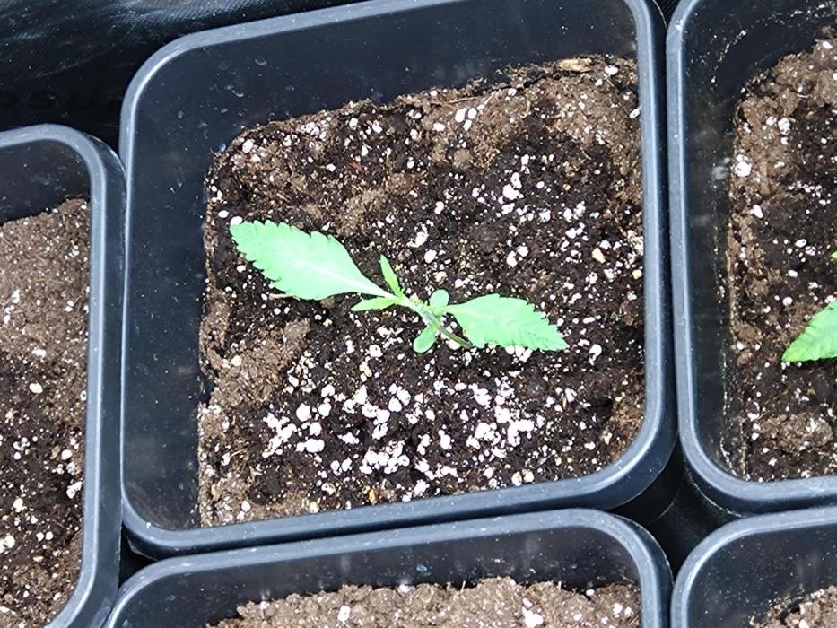 Chaos Cake Auto Anesia Seeds. Week 2