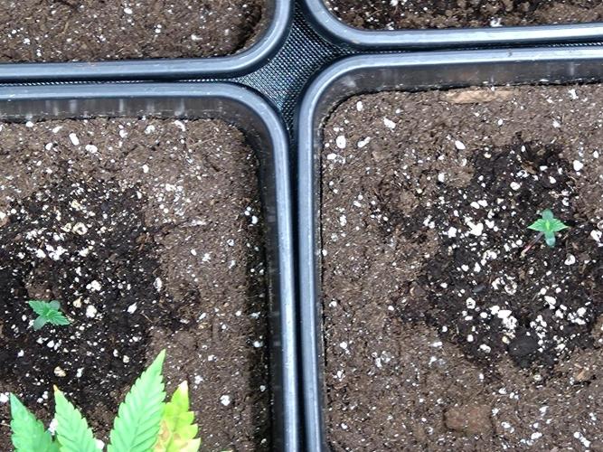 Sweet ZZ Auto Royal Queen Seeds. Week 1