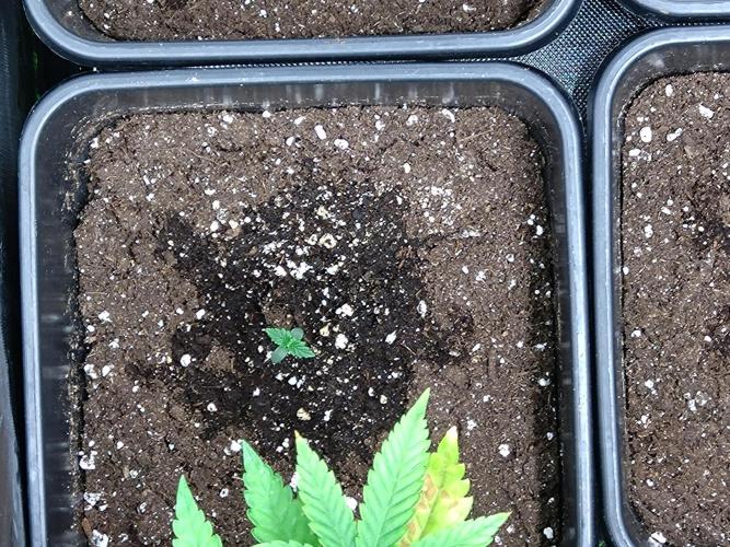 Sweet ZZ Auto Royal Queen Seeds. Week 1