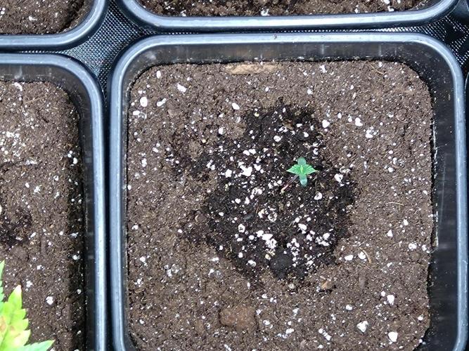 Sweet ZZ Auto Royal Queen Seeds. Week 1