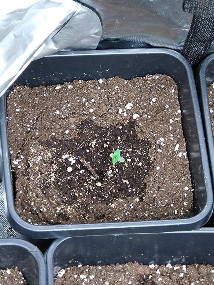 Outdoor Godfather OG Auto Zamnesia. Week 1