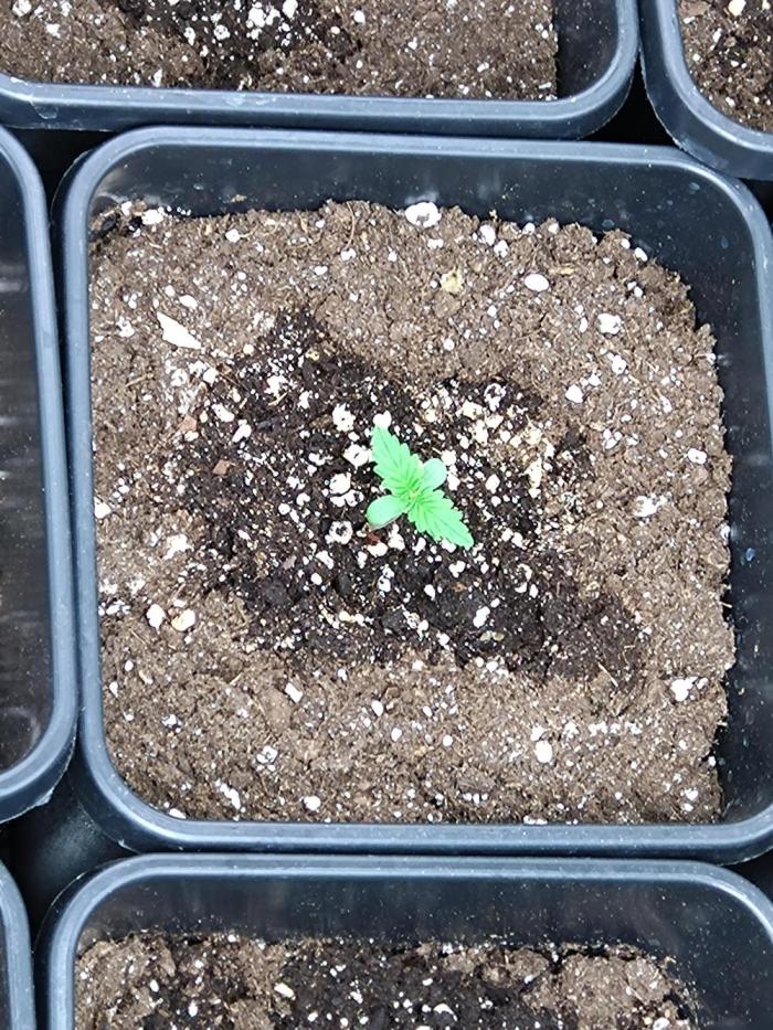 Outdoor Apricot Auto Fastbuds. Week 1
