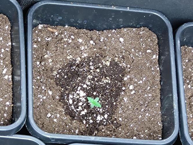 Outdoor Purplematic CBD RoyalQueenSeeds. Week 1
