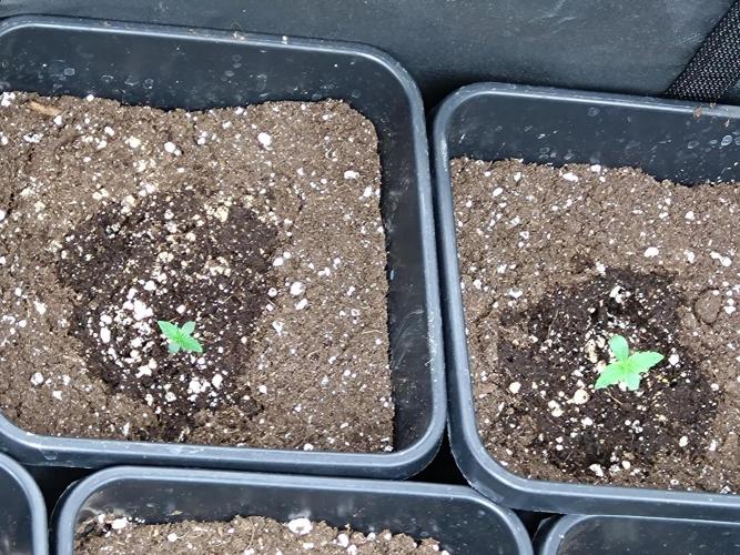 Outdoor Purplematic CBD RoyalQueenSeeds. Week 1
