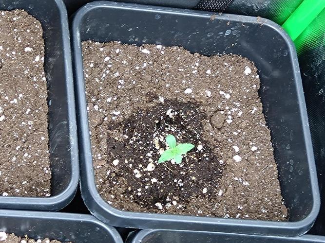 Outdoor Purplematic CBD RoyalQueenSeeds. Week 1