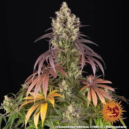 Lemon Cherry Gelato P#2 Barneys Farm. Week 0
