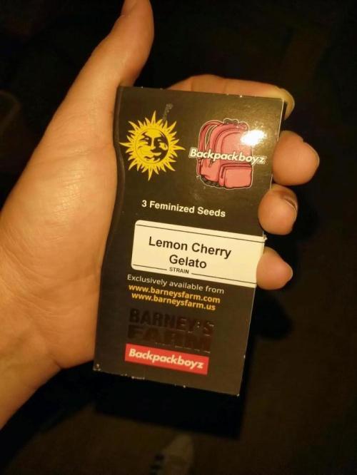 Lemon Cherry Gelato P#2 Barneys Farm. Week 0