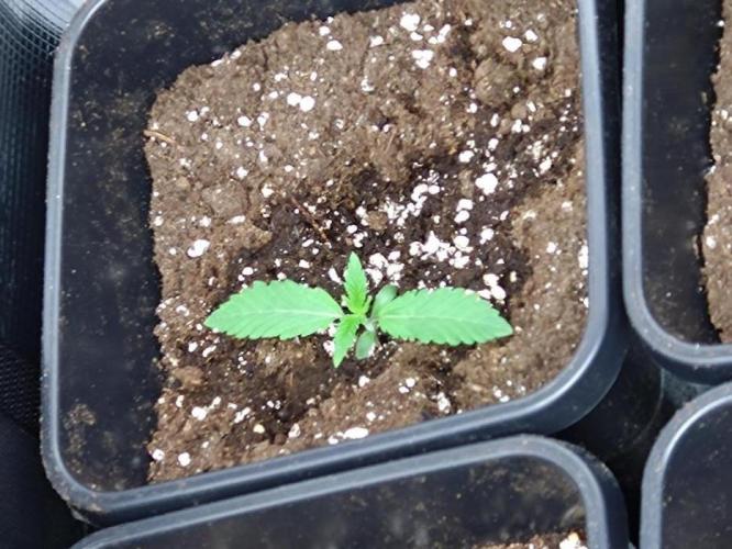 Lemon Cherry Gelato P#2 Barneys Farm. Week 1