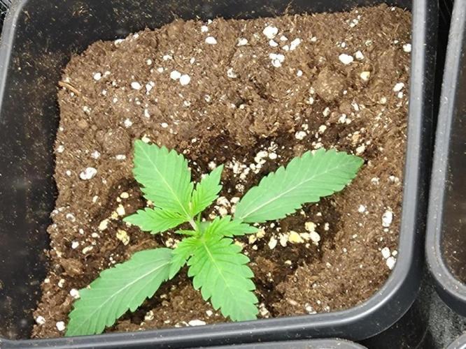 Lemon Cherry Gelato P#2 Barneys Farm. Week 2