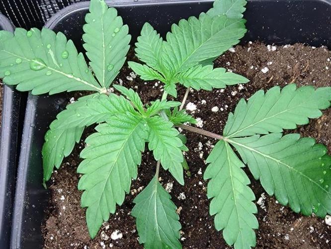 Lemon Cherry Gelato P#2 Barneys Farm. Week 2
