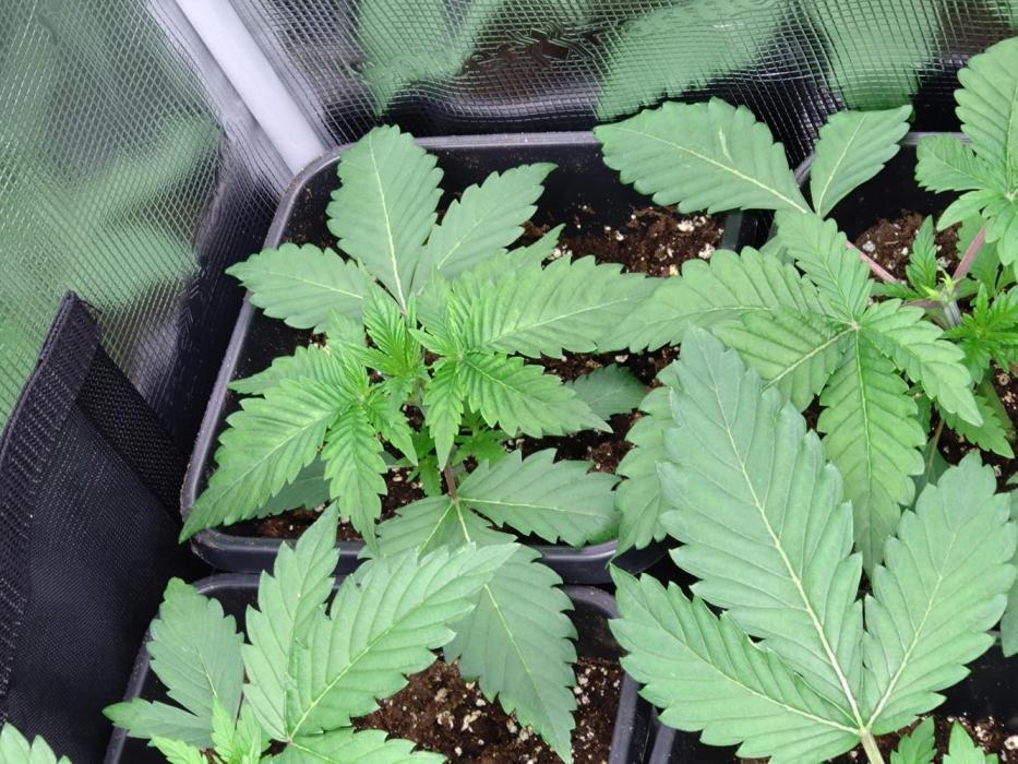 Lemon Cherry Gelato P#2 Barneys Farm. Week 3