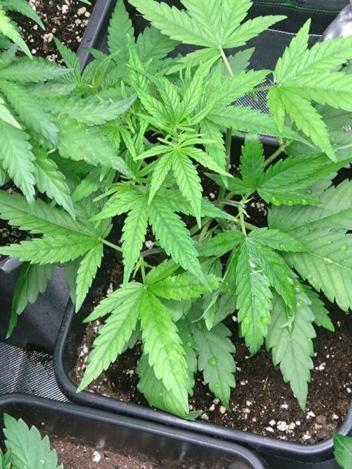 Lemon Cherry Gelato P#2 Barneys Farm. Week 4