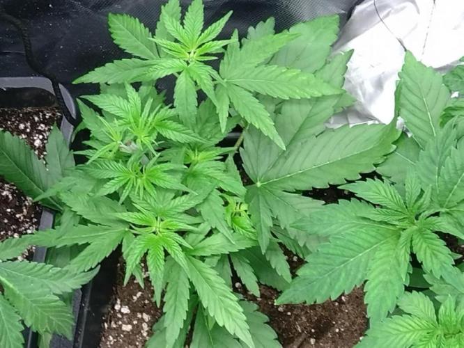 Lemon Cherry Gelato P#2 Barneys Farm. Week 4