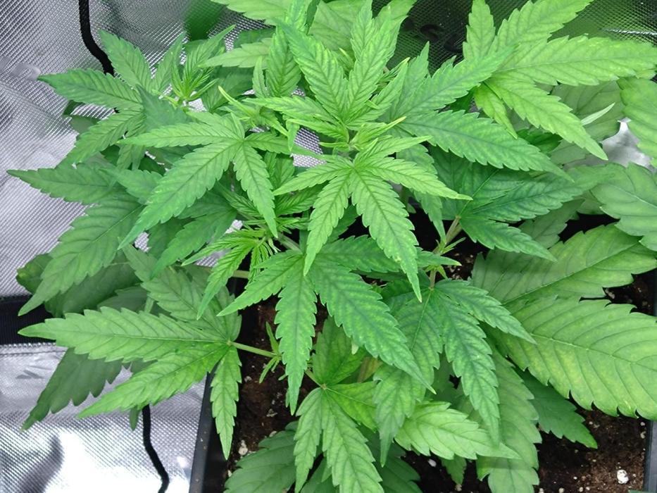 Lemon Cherry Gelato P#2 Barneys Farm. Week 5