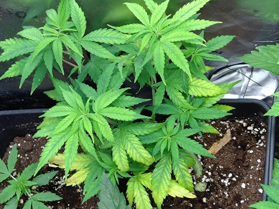 Lemon Cherry Gelato P#2 Barneys Farm. Week 6