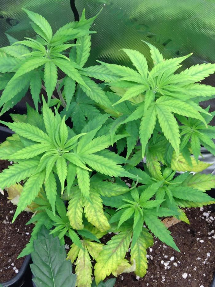 Lemon Cherry Gelato P#2 Barneys Farm. Week 7