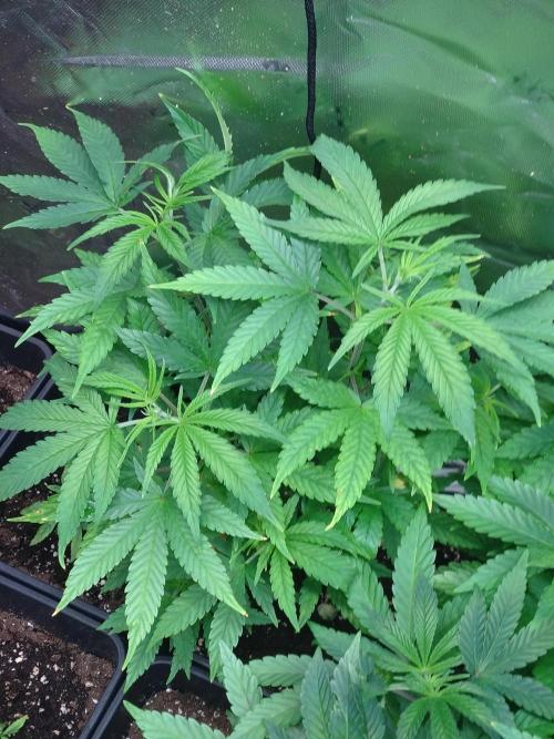 Lemon Cherry Gelato P#2 Barneys Farm. Week 8