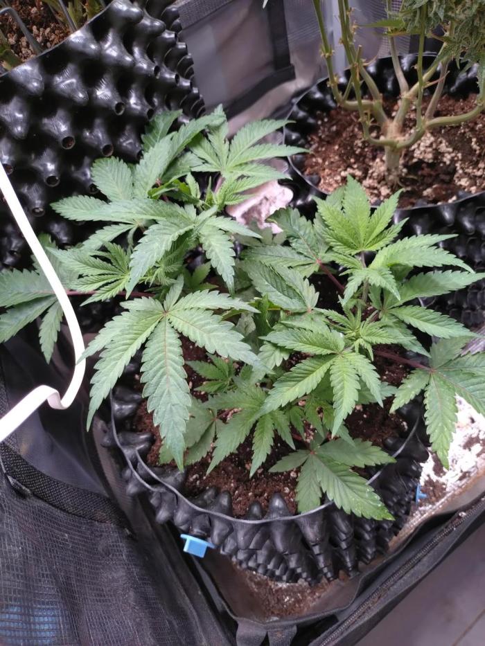 Cosmic Cheddar F1'26 Royal Queen Seeds. Week 6